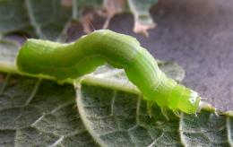 Greenworm